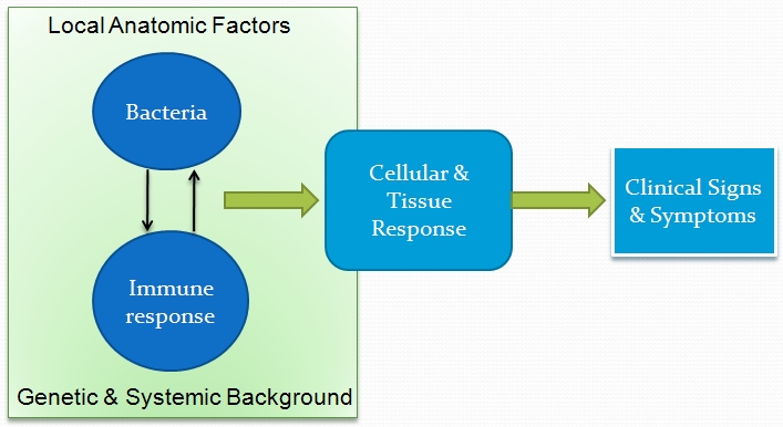 Periodontal Disease Factors diagram.jpg