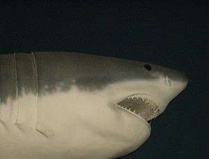 HPIM1263.JPG