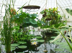 Greenhouse.JPG