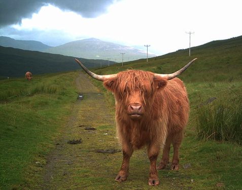 highlandcattle.jpg