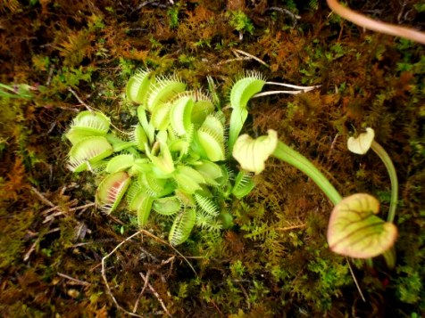 venusflytraps.JPG